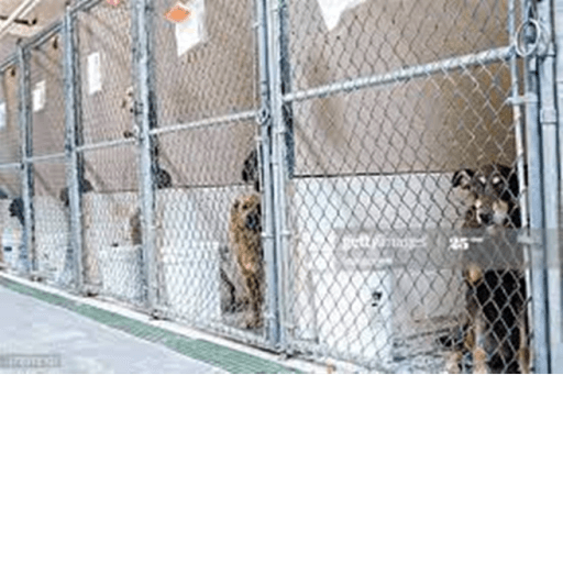 Family Puppies Support — top game: Robloxian Animal Shelter Rp
