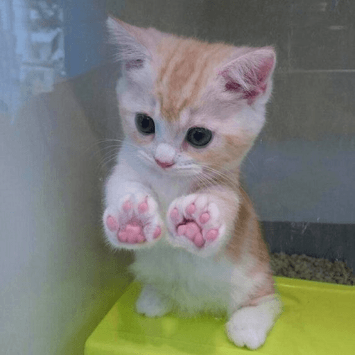 i love cats Roblox game stats
