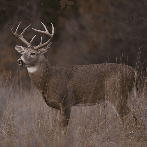 Deer Hunting Simulator Roblox game thumbnail