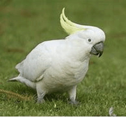 Bird World