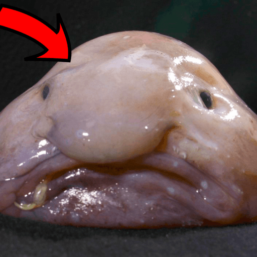 Be A Blob Roblox game thumbnail