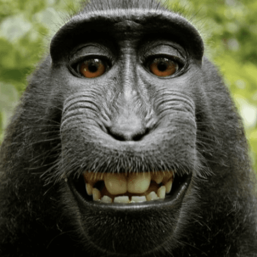 Be a Monkey 🐒 [4 Player Obby] Roblox game thumbnail