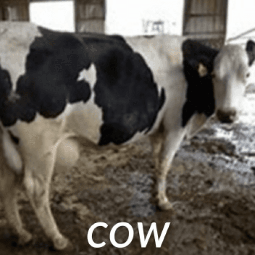 COW Roblox game thumbnail