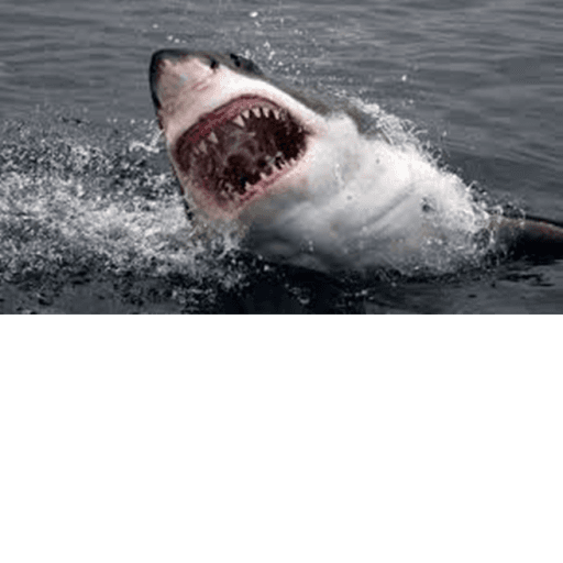 The Diving adventure: SHARK ATTACK! Roblox game stats