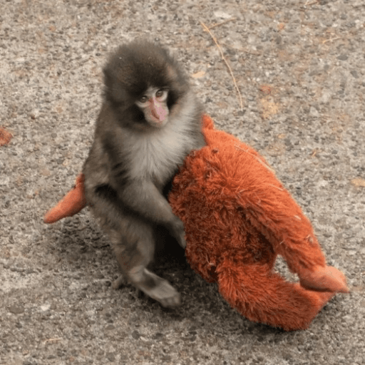 Jump Into "Punch" The Monkey Roblox game thumbnail