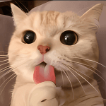 Hustlingcat Roblox developer avatar