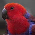 | Munching Macaws | Roblox developer avatar