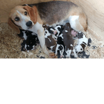 Family Puppies Support Roblox developer avatar