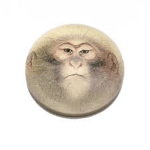 ChimpDome Studio Roblox developer avatar
