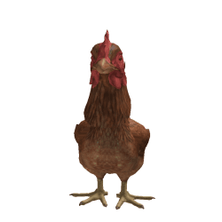 Zayar791 Roblox developer avatar
