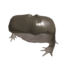 ctghyfutuV5 Roblox developer avatar